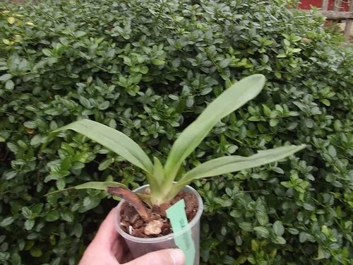 Paphiopedilum emersonii orchid