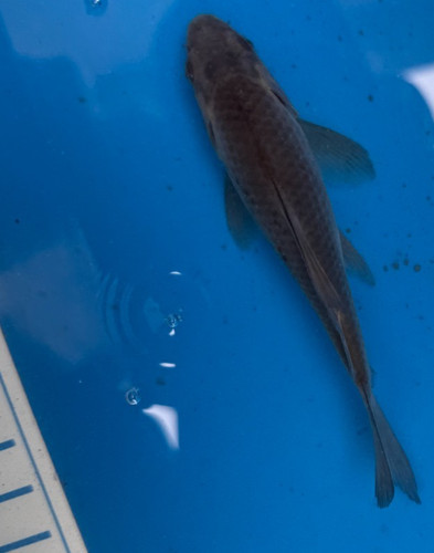 Live black standard - standard, fin