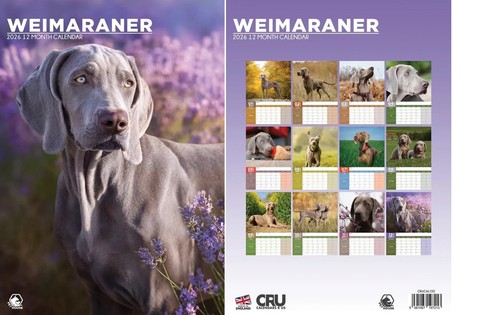 Weimaraner 2026 calendar - 2026, a3