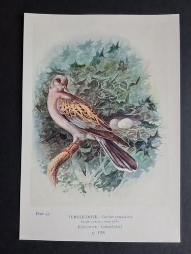 Antique 1910 print turtle - antique,
