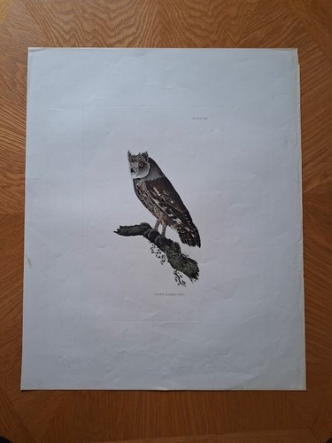 Ornithology prideaux john - prideaux,