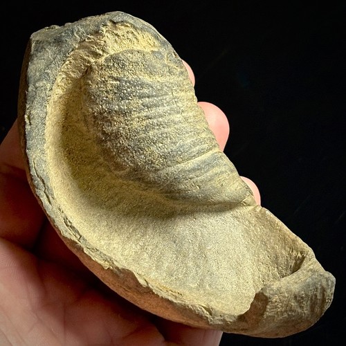 Fossilized tympanic bulla - fossilized,