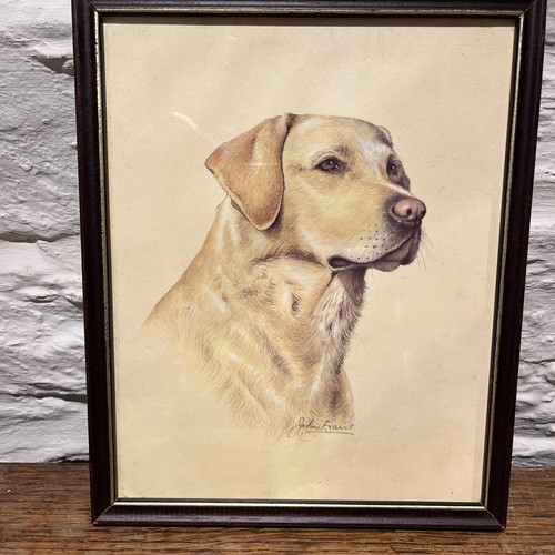 Labrador retriever gundog - retriever,