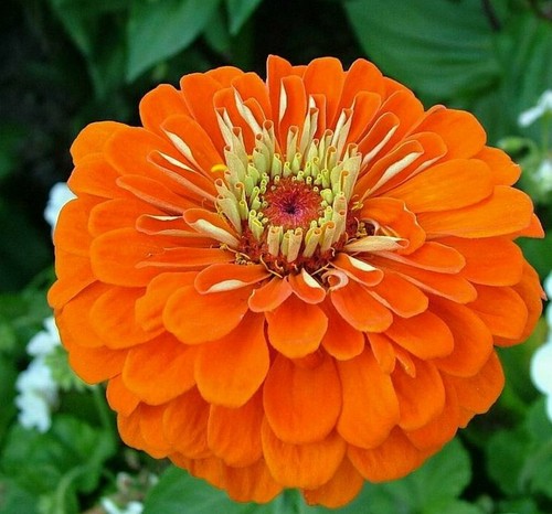 150 seeds zinnia elegans - ,