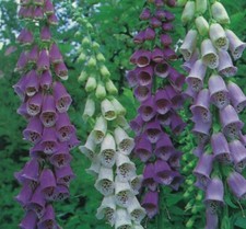 Foxglove Excelsior Hybrids. Digitalis Mixed colours 0.1g  Approx. 1280 seeds.
