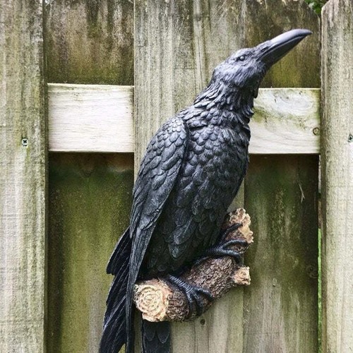 Black standing crows perch - black,