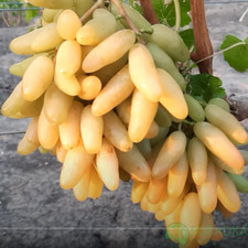 Bananchik pink  grape- 2