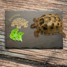 Personalized Tortoise Basking