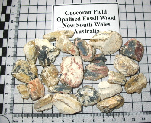 Cretaceous fossil wood