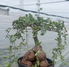 Cyphostemma elephantopus Desc. WYSIWYG  Caudex Feature