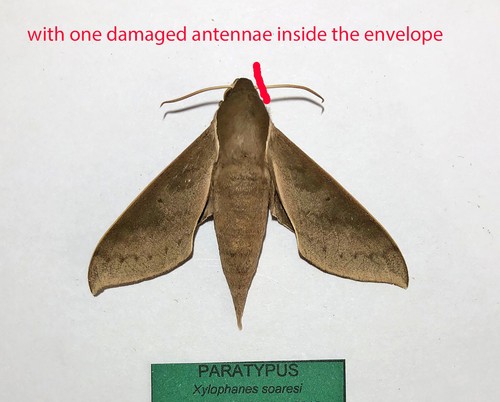 Sphingidae xylophanes - sphingidae,