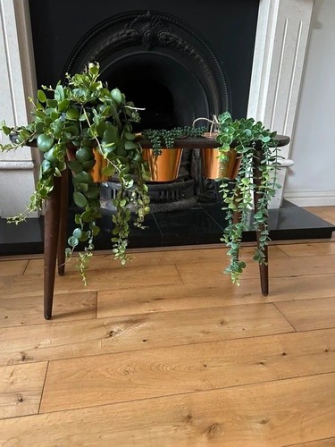 Mid century plant - , stand
