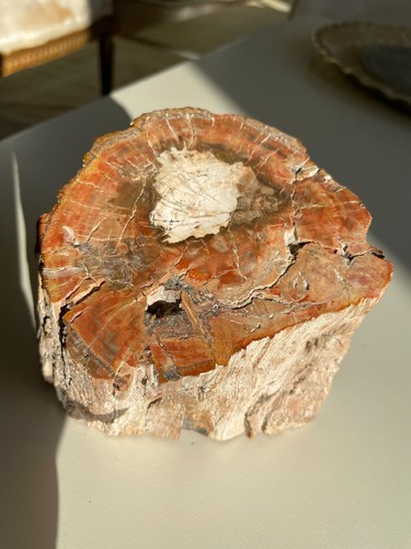 Jurassic fossilised wood stone - jurassic,