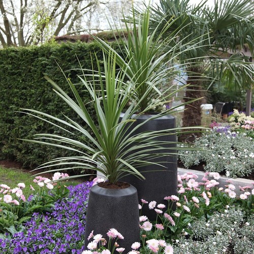 Cordyline australis cabbage - australis,