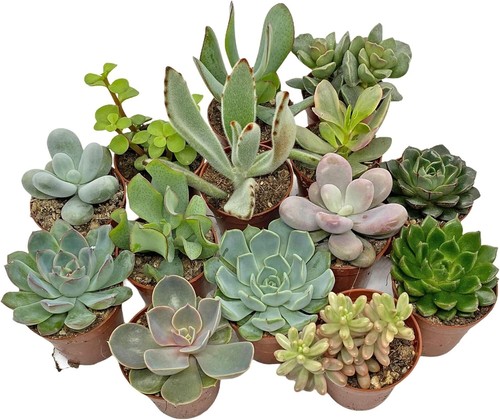 3pcs succulents mixed starter - 3pcs,
