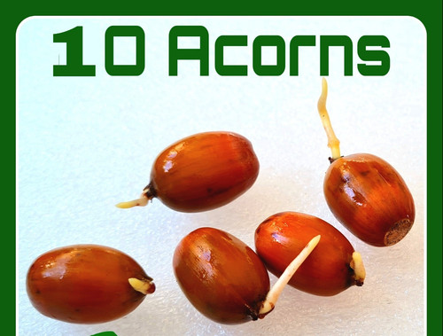 Acorns germinated 2025 - acorns, 10