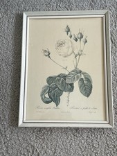 VINTAGE OLD ORIGINAL FRAMED AND GLAZED PRINT ROSES FLOWERS PIERRE JOSEPH REDOUTE