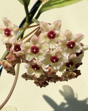 Hoya AH 074 Rooted Cutting