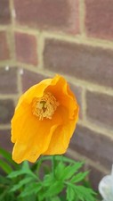 Welsh Poppy (orange) -
