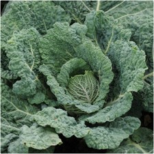 Cabbage Savoy Endeavour Mini