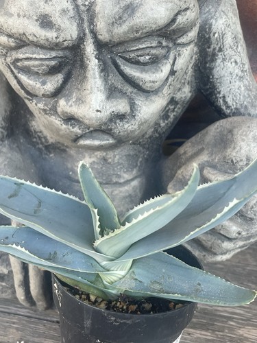 Aloe striata - -, aloe)