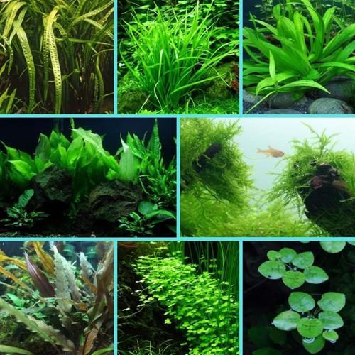 Starter pack aquarium - starter,