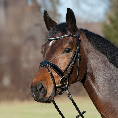 Kieffer bridle comfort young - bridle,