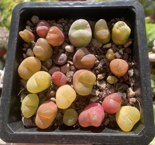 Mixed conophytum maughanii - mixed,