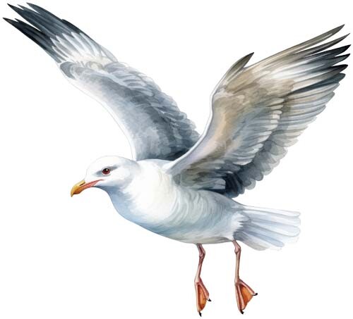 Colourful seagull bird wall - colourful,