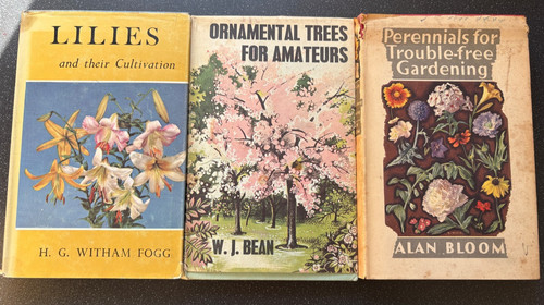 Perennials trees lilies - perennials,