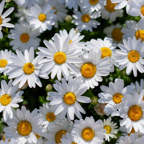 Argyranthemum white vibrant - -,