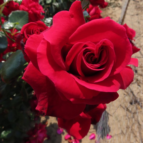 Sylvia 5lt potted hybrid - potted,