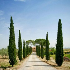 Italian cypress trees - italian,