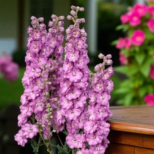 Delphinium Astolat Bare Root -