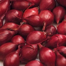 Onion Sets -RED KARMEN Onions