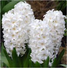 White Hyacinth 'white Pearl' X