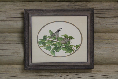 California quail - california,