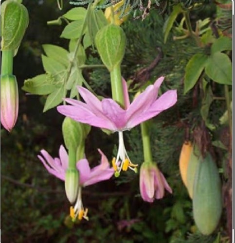 Passion flower mollissima - flower,