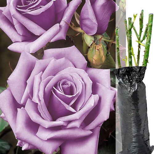 Fragrant climbing bush rose - fragrant, /