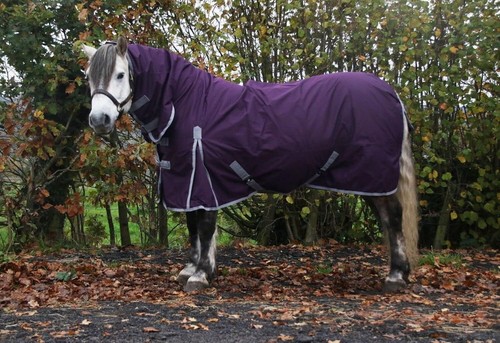 Fill turnout horse - no,