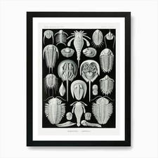 Fossils Of Trilobites Art