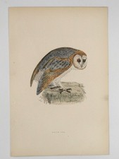 White Owl British Bird Print F