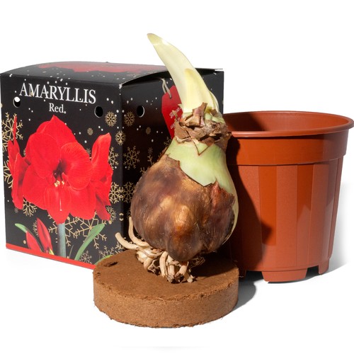 Amaryllis red large bulb - red, 1