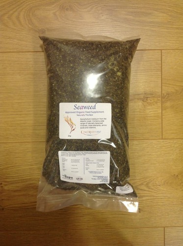 Seaweed 3 - seaweed, approved)