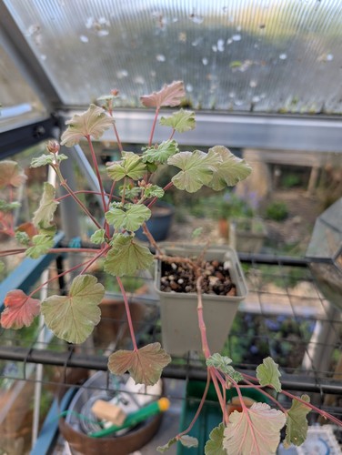 Pelargonium fragrans pine - pelargonium, (pine