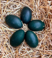 Fresh emu eggs x 5 FREE