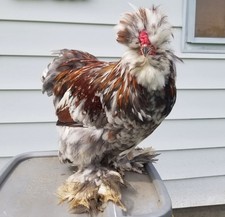 6++ Show Quality PURE Silkie