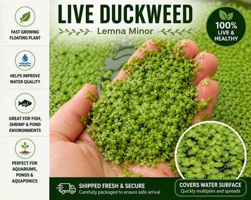 Large hand full live duckweed - full,
