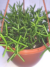x5 Rhipsalis Coral Cactus
