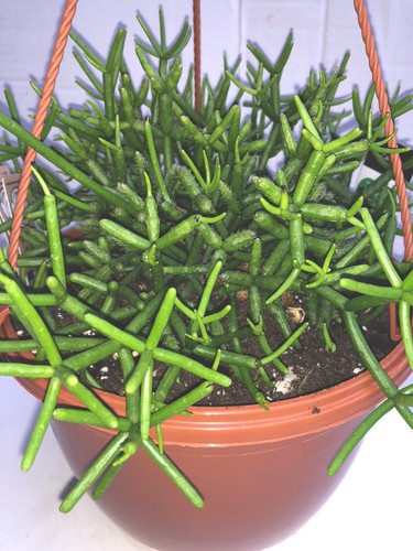 Rhipsalis coral cactus - x5,